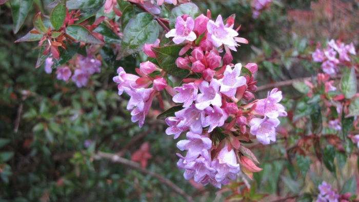 Абелия эдвард гучер
