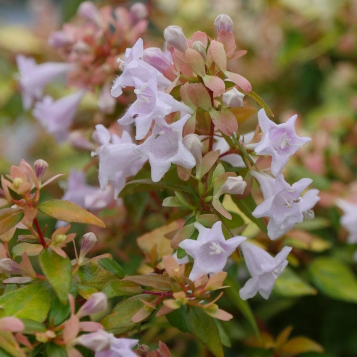 Abelia corymbosa