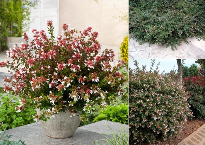 Абелия растение