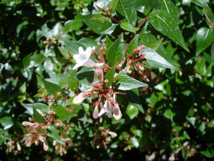 Абелия крупноцветковая