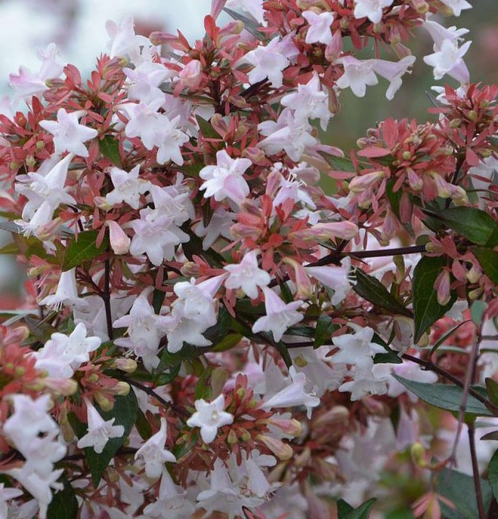 Абелия кустарник