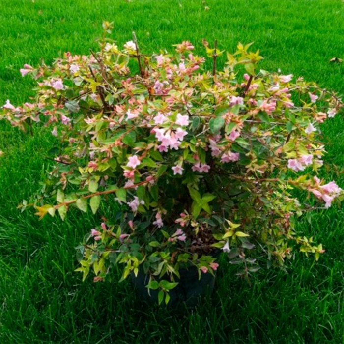 Абелия крупноцветковая