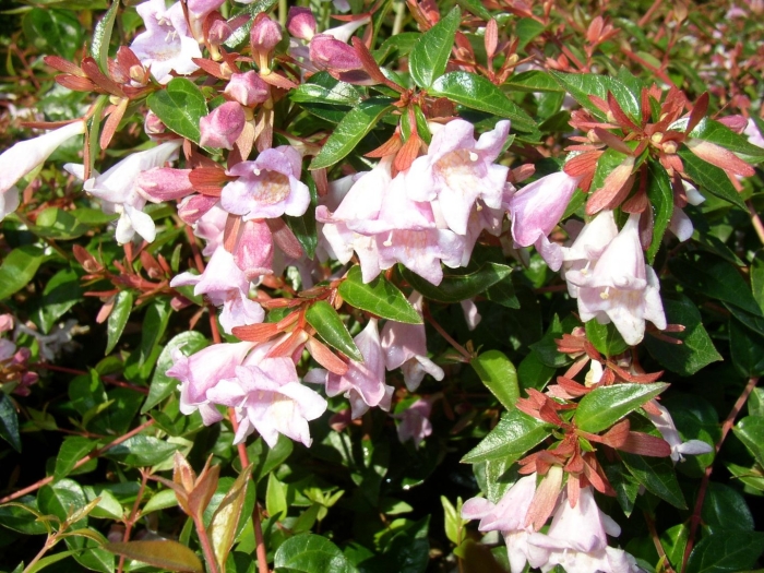 Abelia edward goucher