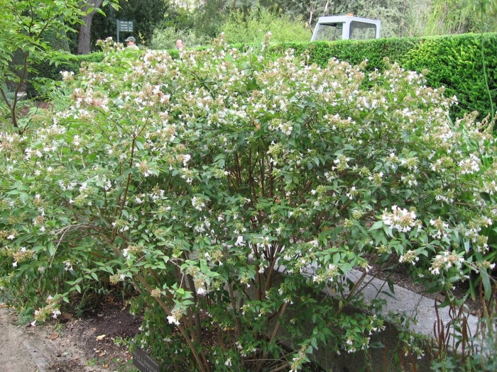 Abelia grandiflora