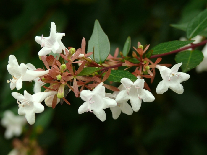 Abelia chinensis