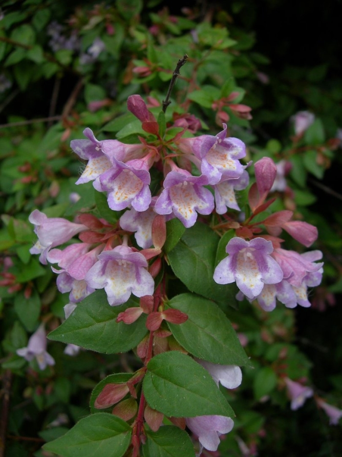 Abelia caprifoliaceae