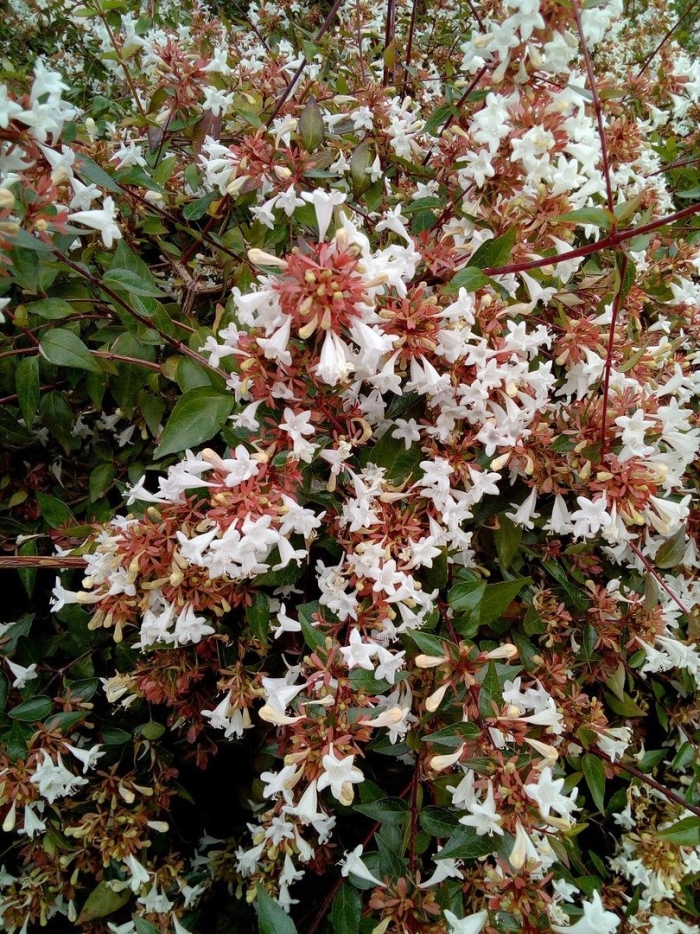 Abelia x grandiflora