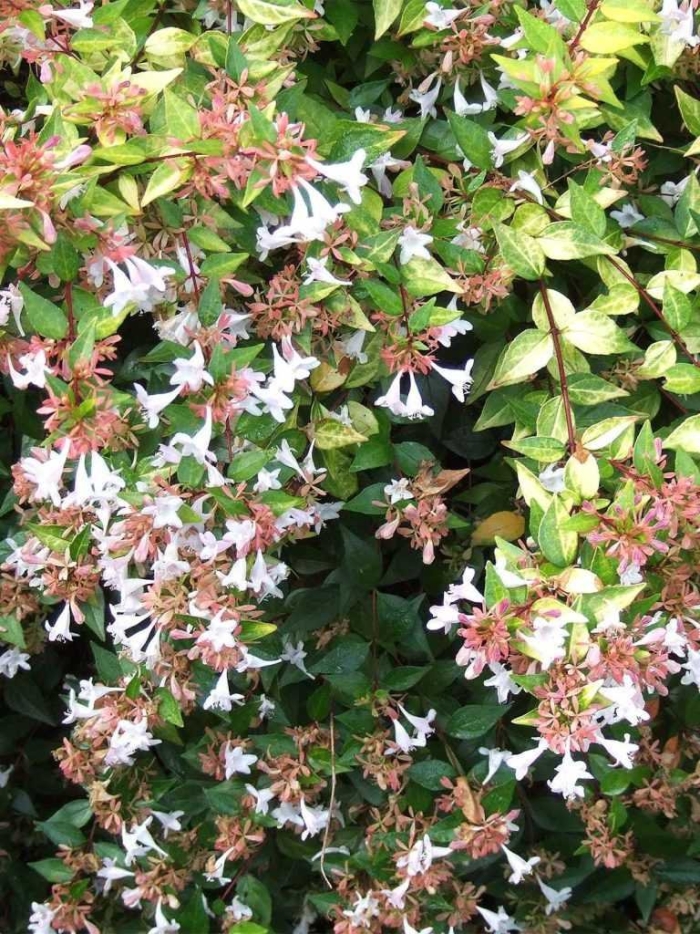 Abelia x grandiflora