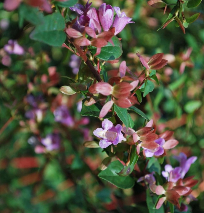 Abelia schumannii