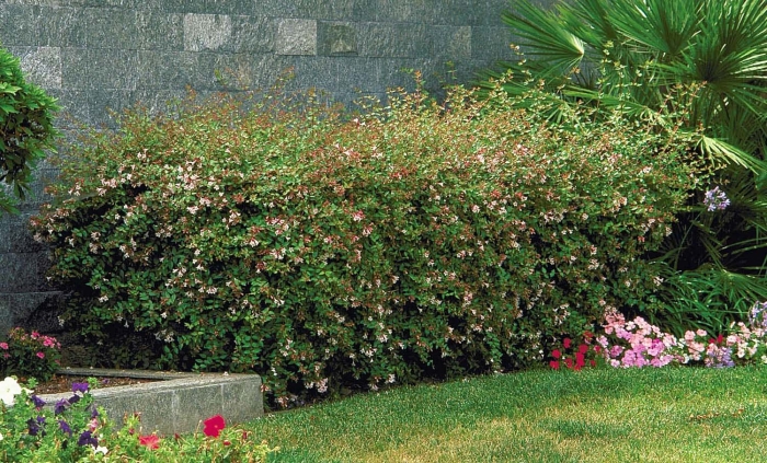 Abelia x grandiflora
