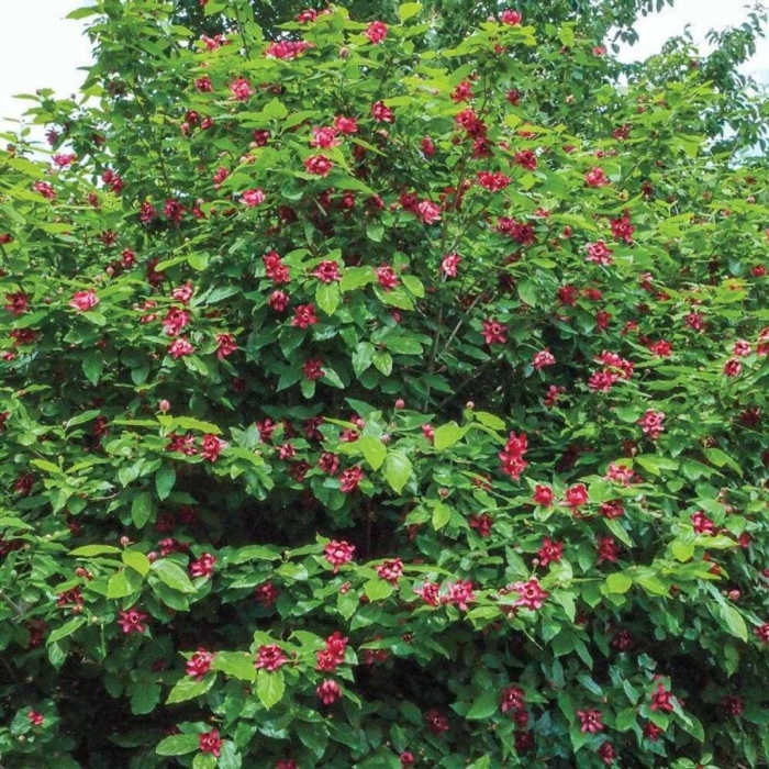 Калина гордовина viburnum lantana