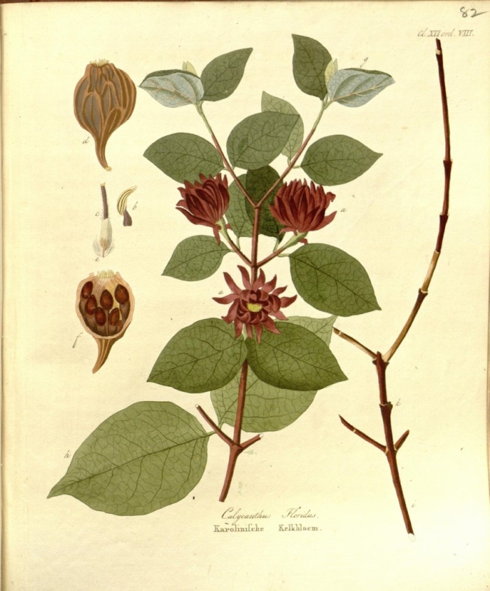 Каликант цветущий calycanthus floridus