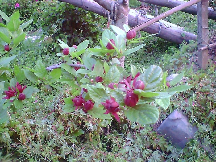 Lonicera involucrata