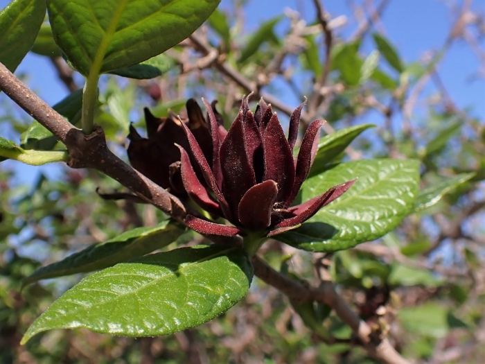 Calycanthus occidentalis