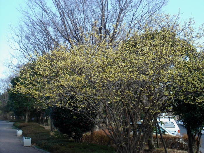 Chimonanthus praecox