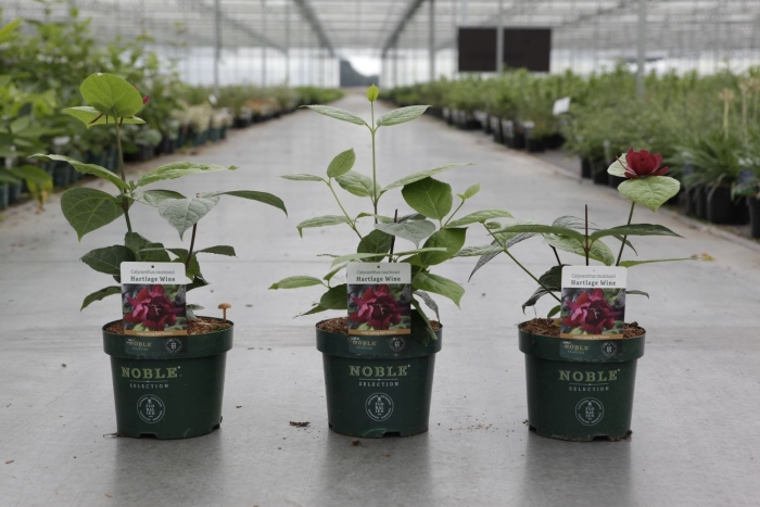 Каликант атенс