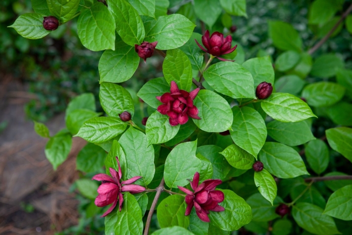 Каликант цветущий