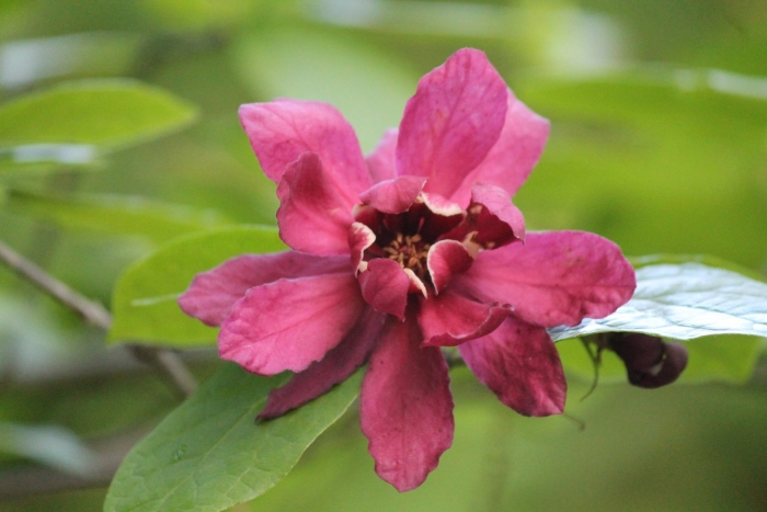 Каликант венус