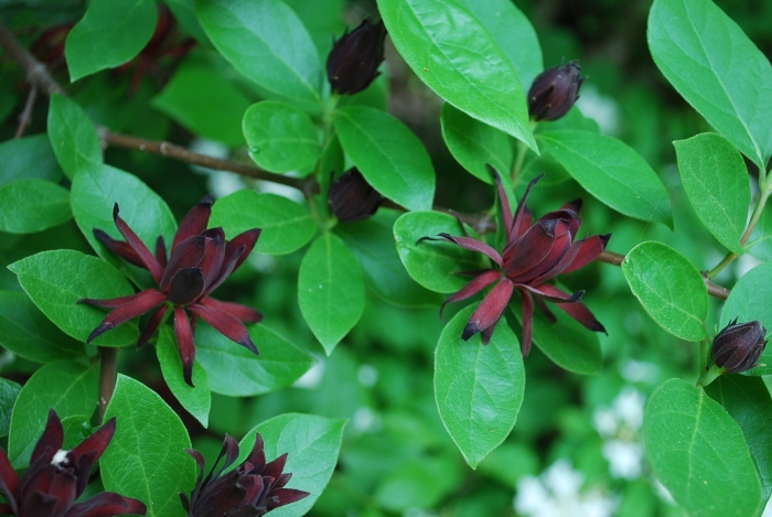 Calycanthus floridus