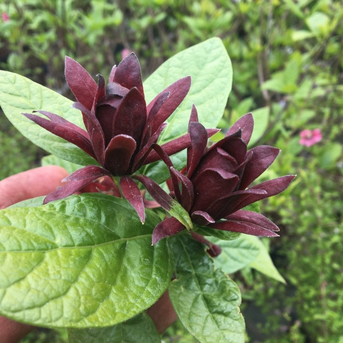 Calycanthus floridus