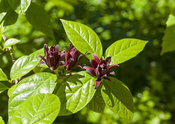 Calycanthus fertilis
