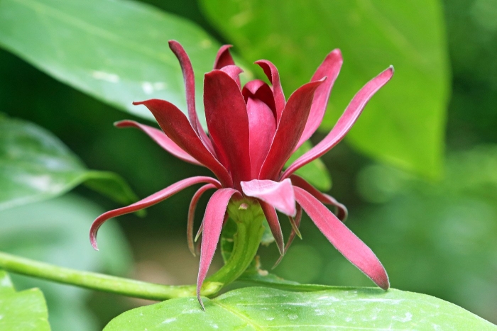 Calycanthus floridus