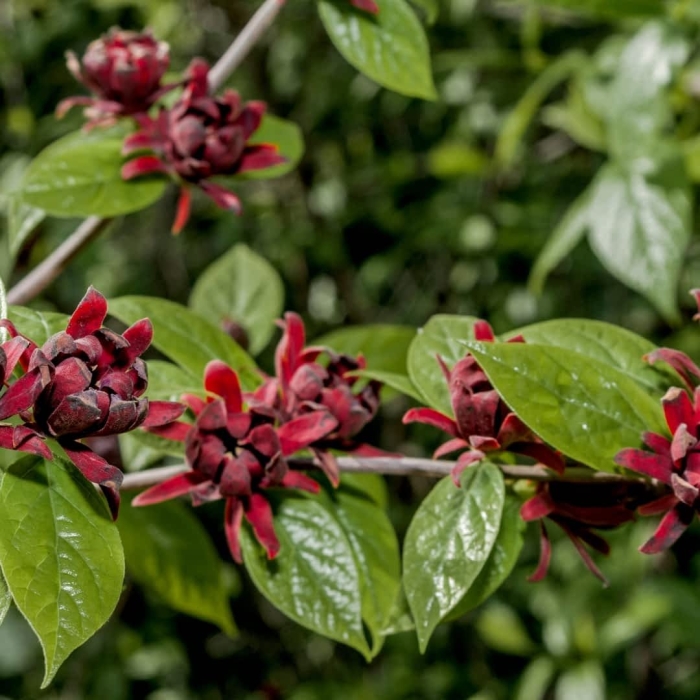 Каликант флоридус