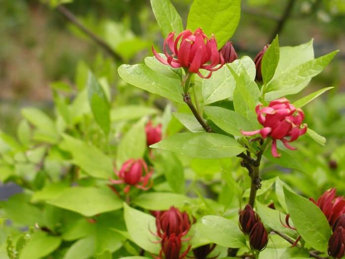 Каликант цветущий