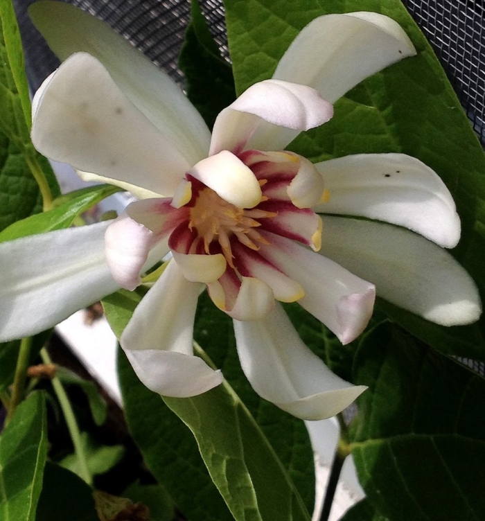 Каликант китайский