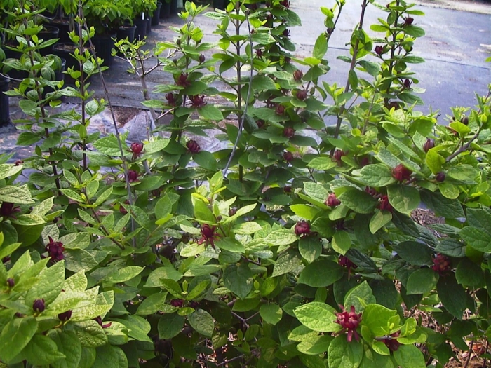 Calycanthus floridus