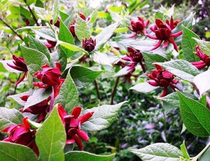 Каликант флоридус