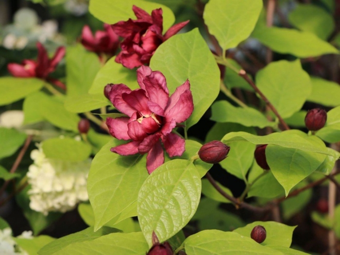 Каликант белый