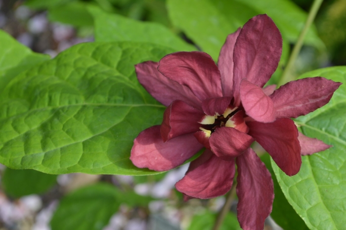 Каликант розовый нефрит