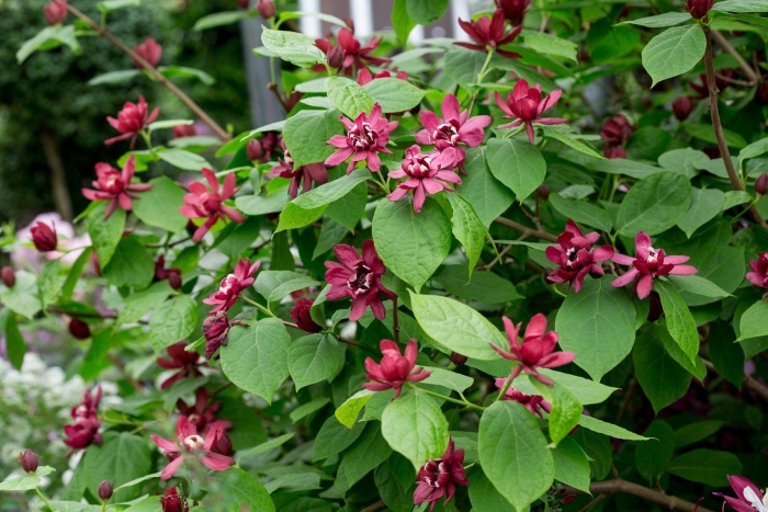 Calycanthus floridus
