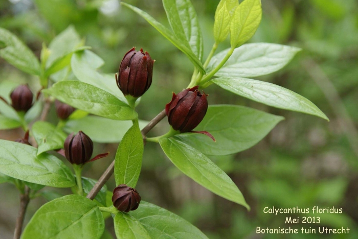 Каликант нефрит