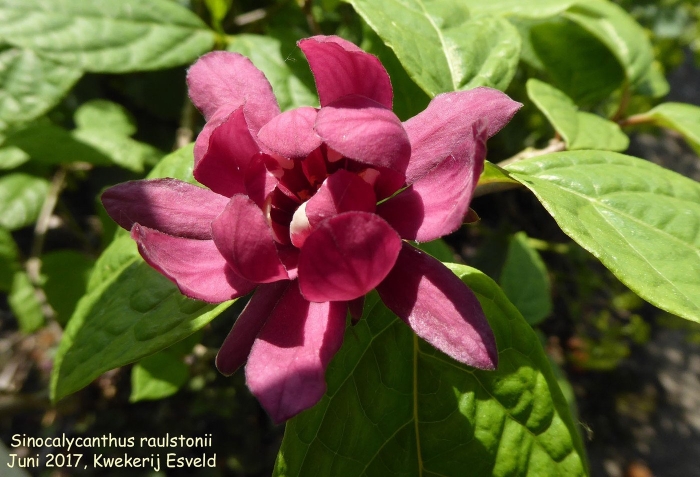 Каликант афродита