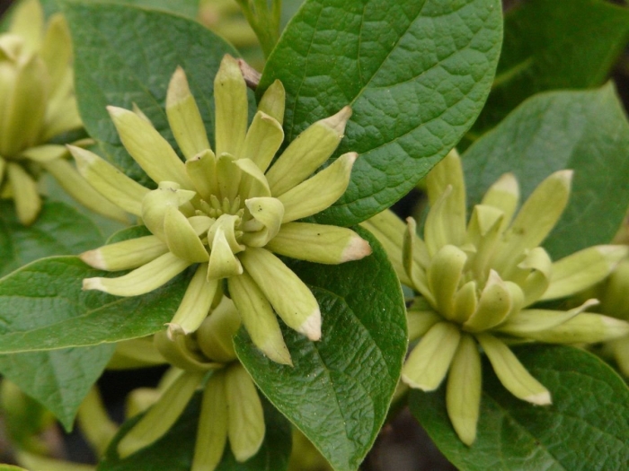 Camptotheca acuminata