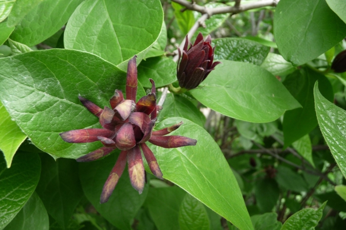 Calycanthus floridus
