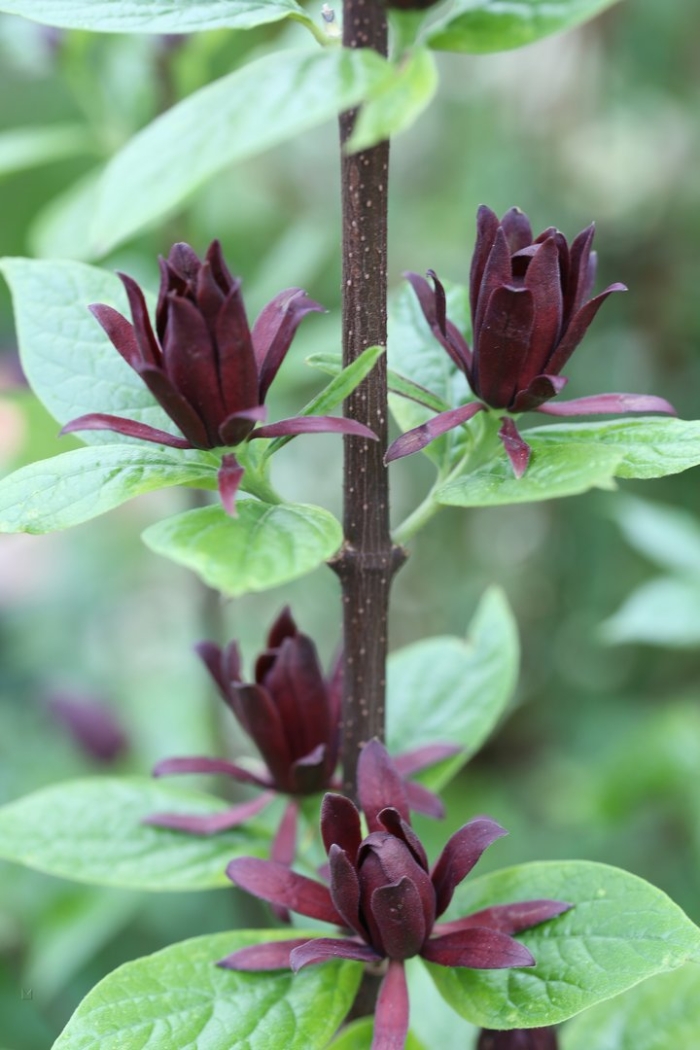 Calycanthus floridus