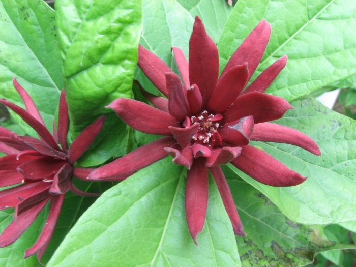 Calycanthus floridus