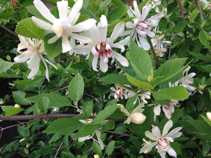 Каликант венус