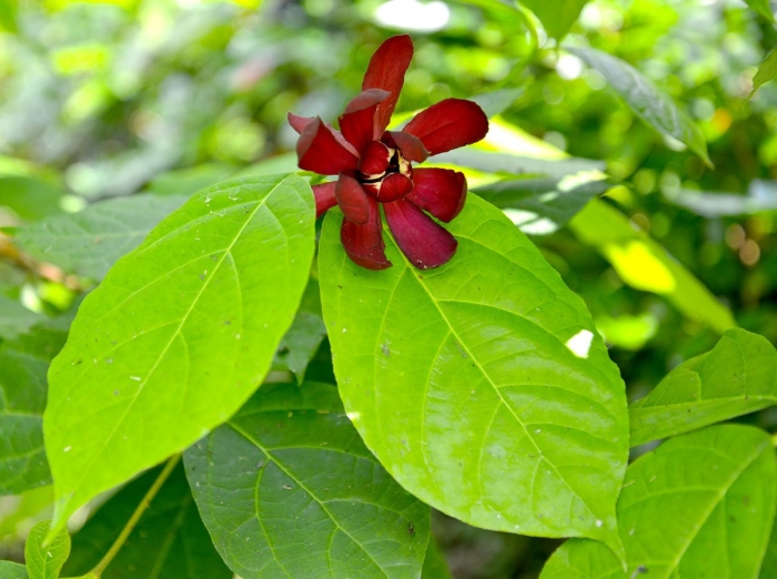 Каликант цветущий