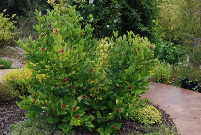 Лавровишня 'otto luyken'