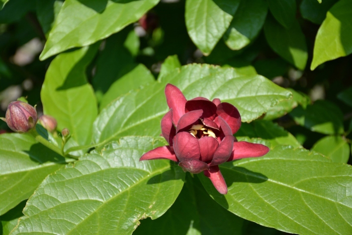 Каликант цветущий