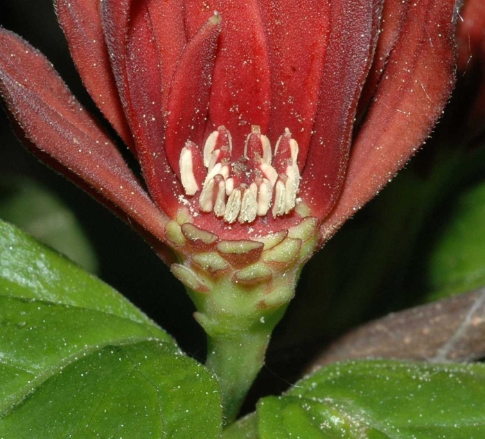 Каликант розовый нефрит