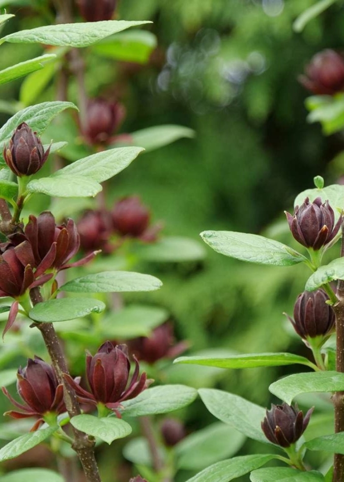 Calycanthus floridus