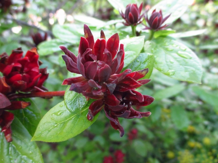 Каликант цветущий