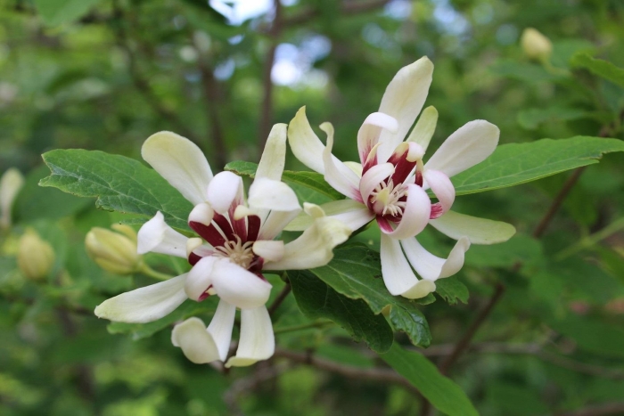 Каликант венус