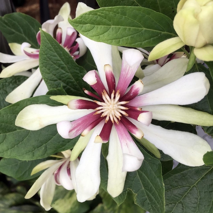 Clematis florida sieboldii