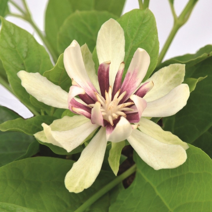 Calycanthus 'venus'